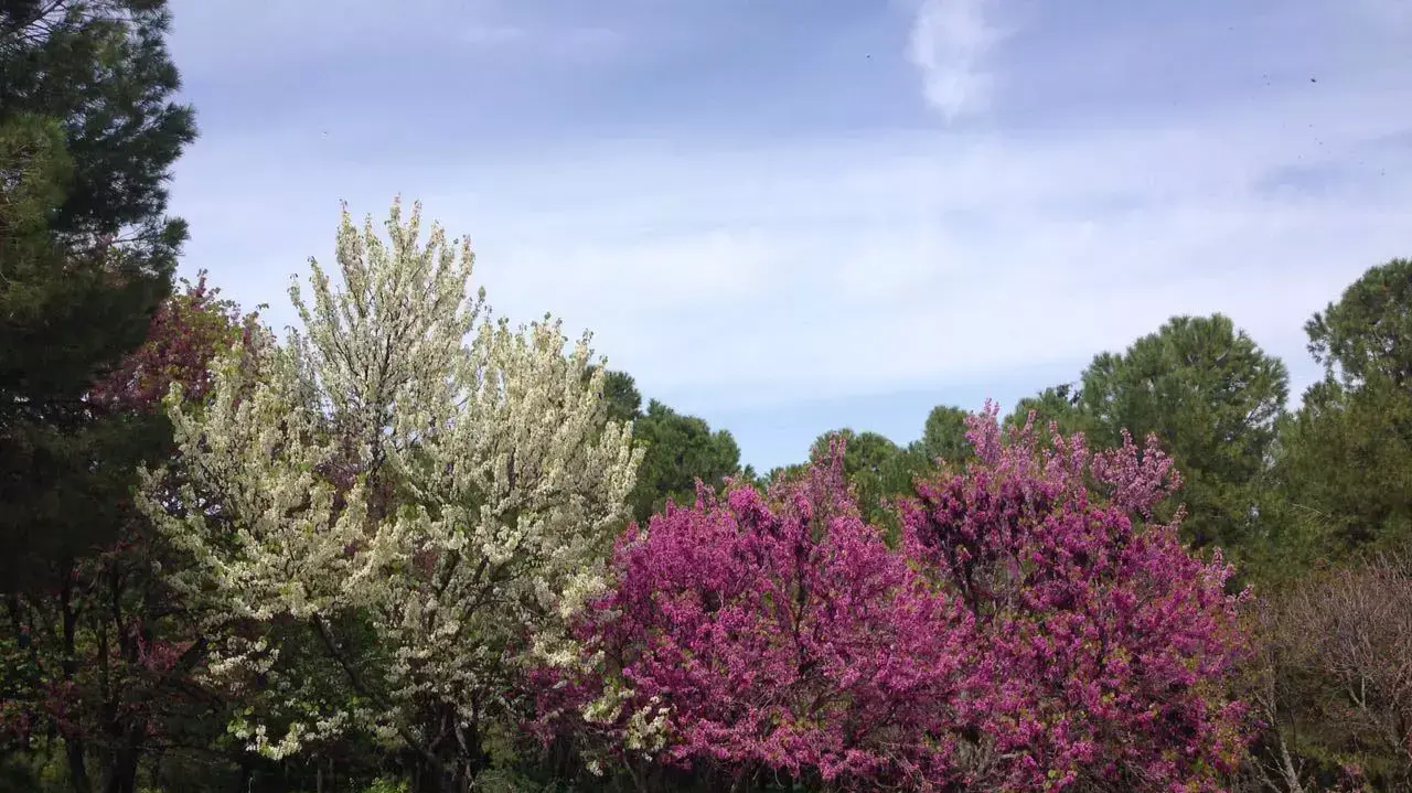 פריחת כליל החורש לבן לצד ורוד ביער ביריה פריחת כליל החורש לבן לצד ורוד ביער ביריה