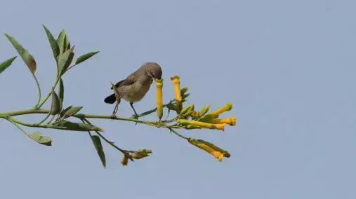 צמח טבק השיח צמח טבק השיח