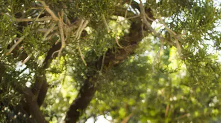 תרגילים לשחרור כתפיים תרגילים לשחרור כתפיים