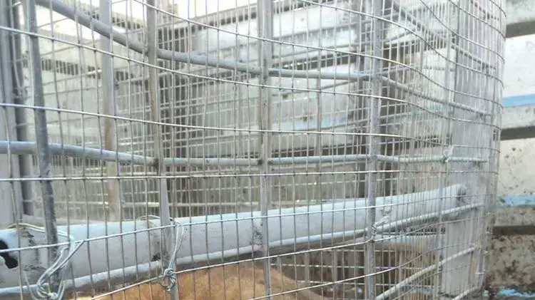 לביאה שהועברה מעזה לטול כרם לביאה שהועברה מעזה לטול כרם