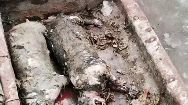 האם אלה צ'ופקברות? האם אלה צ'ופקברות?
