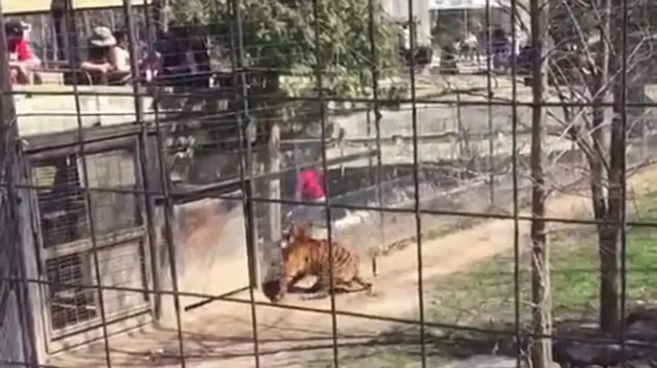 אישה קפצה לכלוב טיגריסים בשביל כובע אישה קפצה לכלוב טיגריסים בשביל כובע