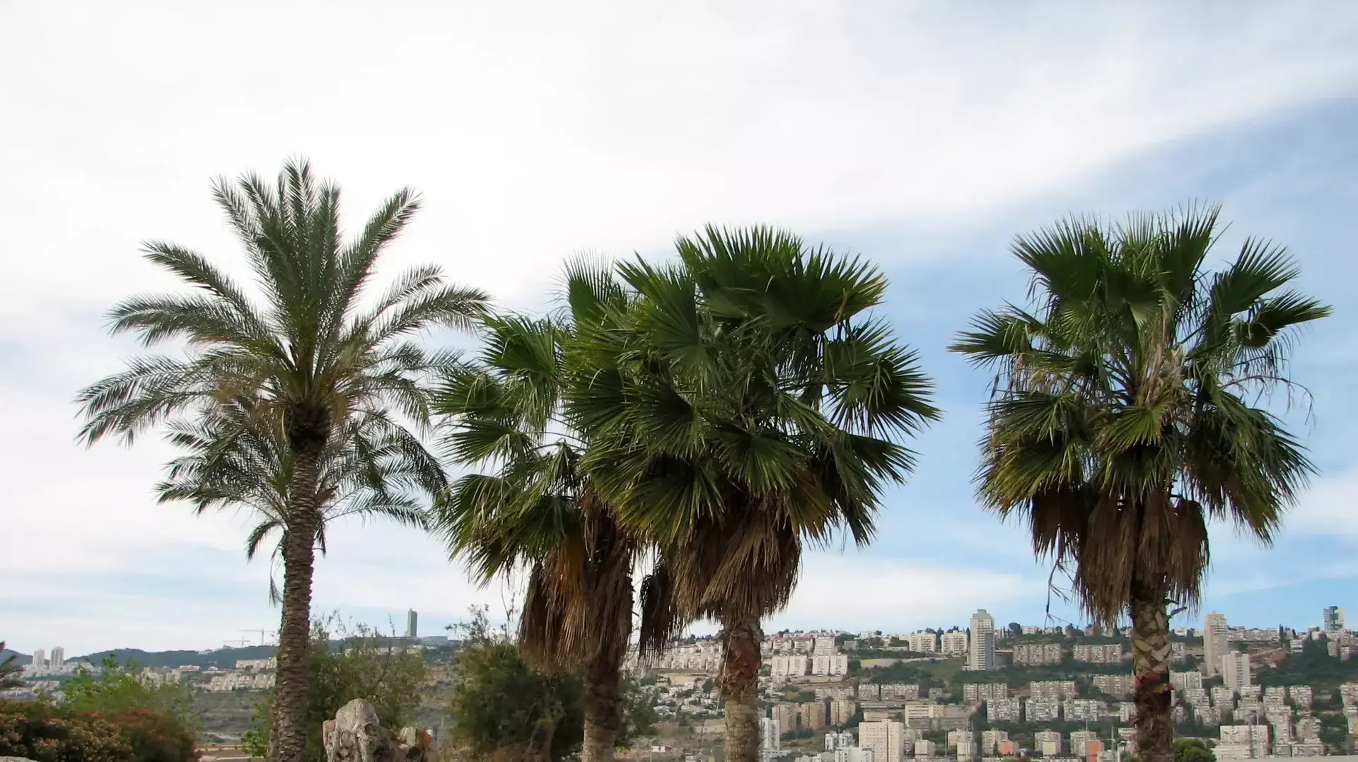 פארק הקישון, מבט לכוון דרום מזרח. משמאל בתי העיר נשר מימין שכונת נווה שאנן בחיפה פארק הקישון, מבט לכוון דרום מזרח. משמאל בתי העיר נשר מימין שכונת נווה שאנן בחיפה