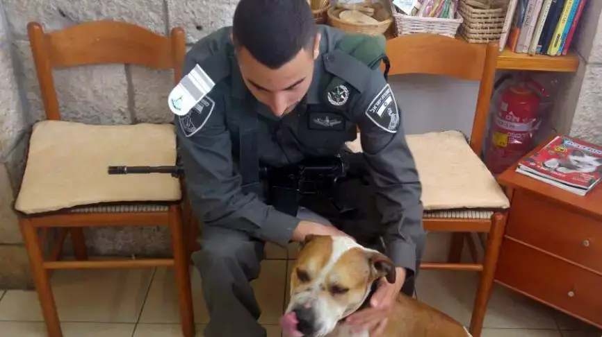 בונדי אמסף שנגנב למטרות שימוש בקרבות כלבים  הוחזר על ידי לוחמי משמר הגבול לבעליו
