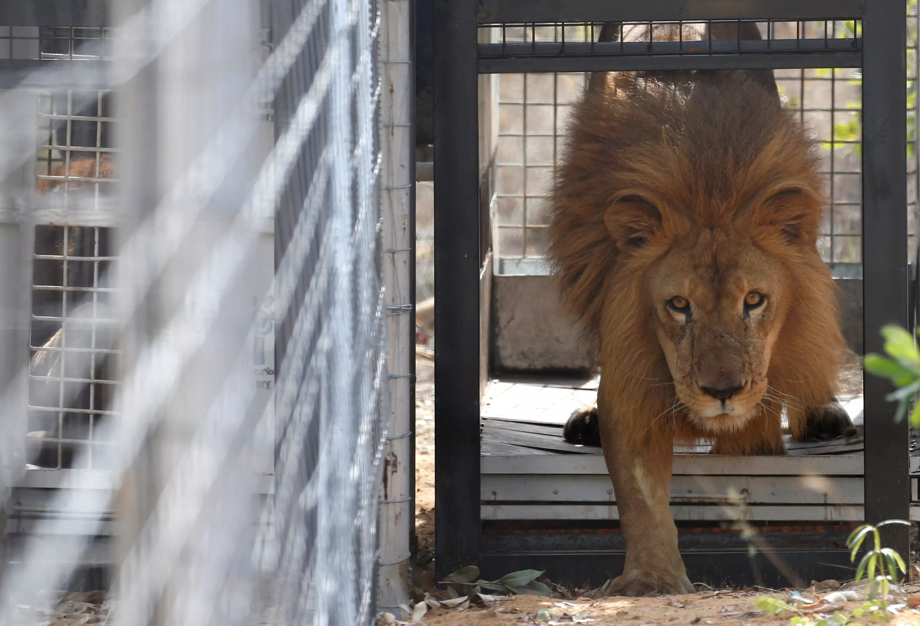 אריות ששוחררו מקרקסים בפרו ובקולומביה, בחווה פרטית בדרום אפריקה, 1 במאי 2016