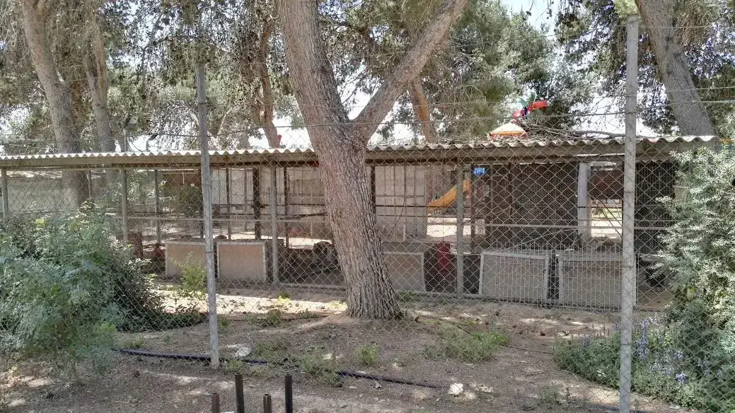 קיבוץ ניר עוז פינת החי חיידק מעיים קיבוץ ניר עוז פינת החי חיידק מעיים
