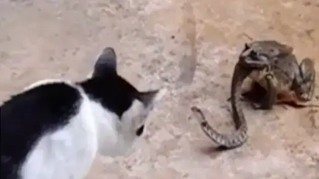 נחש נלחם בחתול בזמן שהוא נאכל ע"י קרפדה