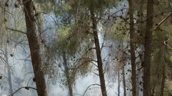 שריפה ליד שכונת רמות בירושלים, צוותי כיבוי, 12 במאי 2016 שריפה ליד שכונת רמות בירושלים, צוותי כיבוי, 12 במאי 2016