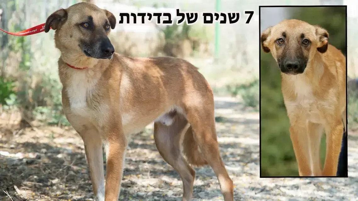 הכלב אנרג'י שהוחזר לתנו לחיות לחיות לאחר שלא הסתדר עם הגבר במשפחה המאמצת. 16 במאי 2016 הכלב אנרג'י שהוחזר לתנו לחיות לחיות לאחר שלא הסתדר עם הגבר במשפחה המאמצת. 16 במאי 2016