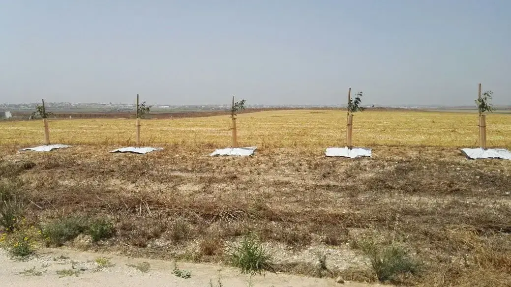 נטיעת עצים סביב נחל עוז להסוואת רכבים ואזרחים מפני ירי נ"ט. נחל עוז. מאי 2016 נטיעת עצים סביב נחל עוז להסוואת רכבים ואזרחים מפני ירי נ"ט. נחל עוז. מאי 2016