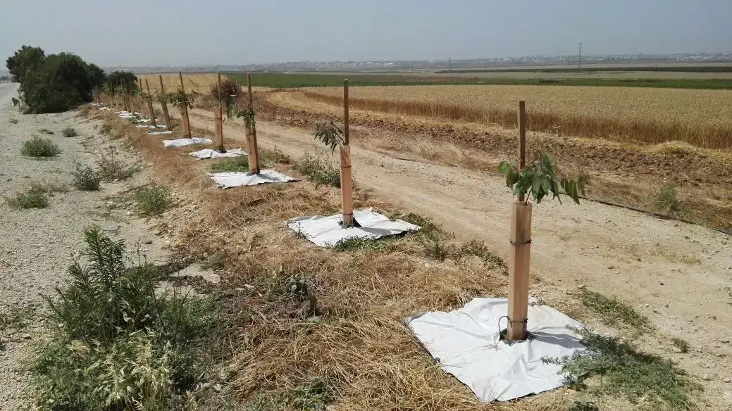 נטיעת עצים סביב נחל עוז להסוואת רכבים ואזרחים מפני ירי נ"ט. נחל עוז. מאי 2016 נטיעת עצים סביב נחל עוז להסוואת רכבים ואזרחים מפני ירי נ"ט. נחל עוז. מאי 2016