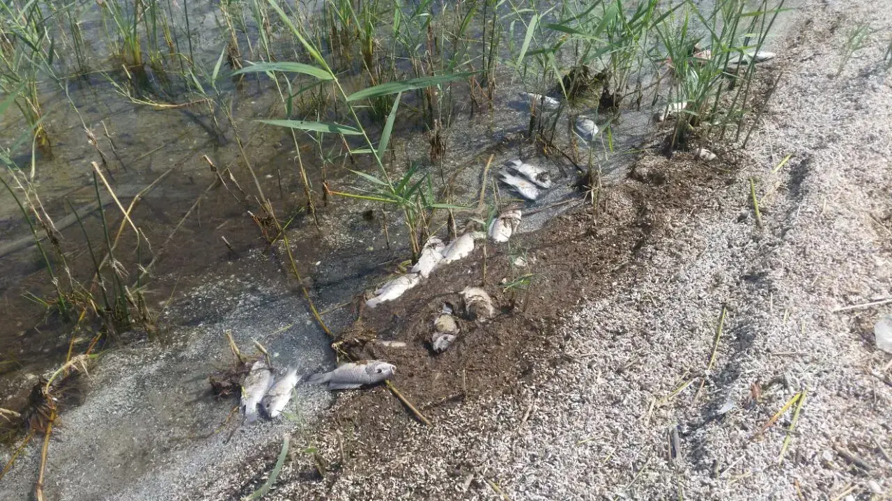 זיהום בכנרת שנגרם על פי החשד מדייג לא חוקי באמצעות הרעלה. מאי 2016 זיהום בכנרת שנגרם על פי החשד מדייג לא חוקי באמצעות הרעלה. מאי 2016