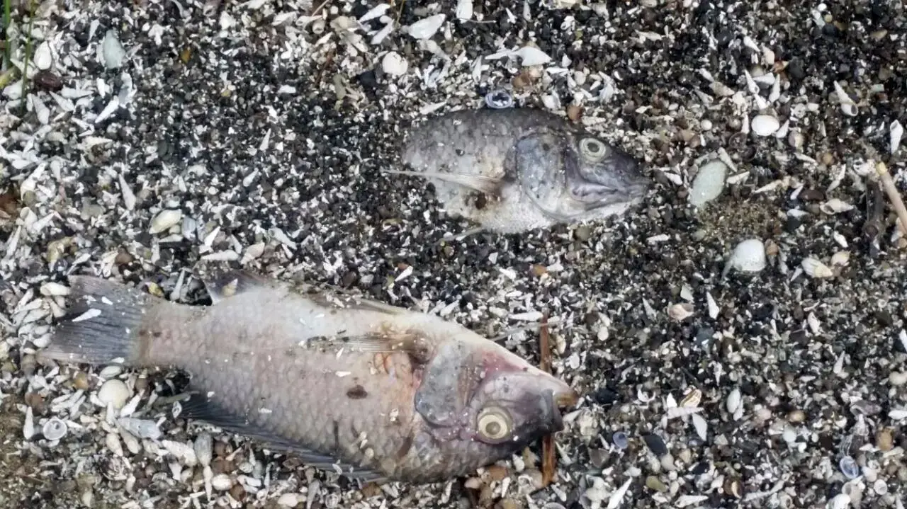 זיהום בכנרת שנגרם על פי החשד מדייג לא חוקי באמצעות הרעלה. מאי 2016 זיהום בכנרת שנגרם על פי החשד מדייג לא חוקי באמצעות הרעלה. מאי 2016