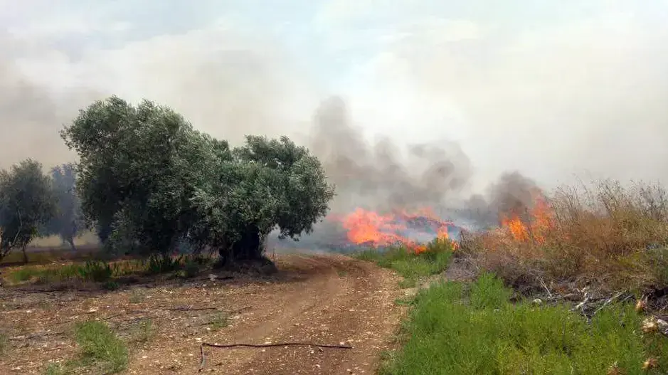 שריפה ביער בית קשת שבעמק יזרעאל. 4 ביוני 2016 שריפה ביער בית קשת שבעמק יזרעאל. 4 ביוני 2016