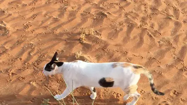 חתול עם חור בבטן חתול עם חור בבטן
