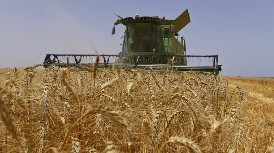 קציר חיטים בשדות ניר עם לקראת שבועות קציר חיטים בשדות ניר עם לקראת שבועות