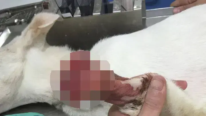 גורת כלבים שעברה התעללות, הרעבה ורגליה נוסרו בדימונה, יוני 2016 גורת כלבים שעברה התעללות, הרעבה ורגליה נוסרו בדימונה, יוני 2016