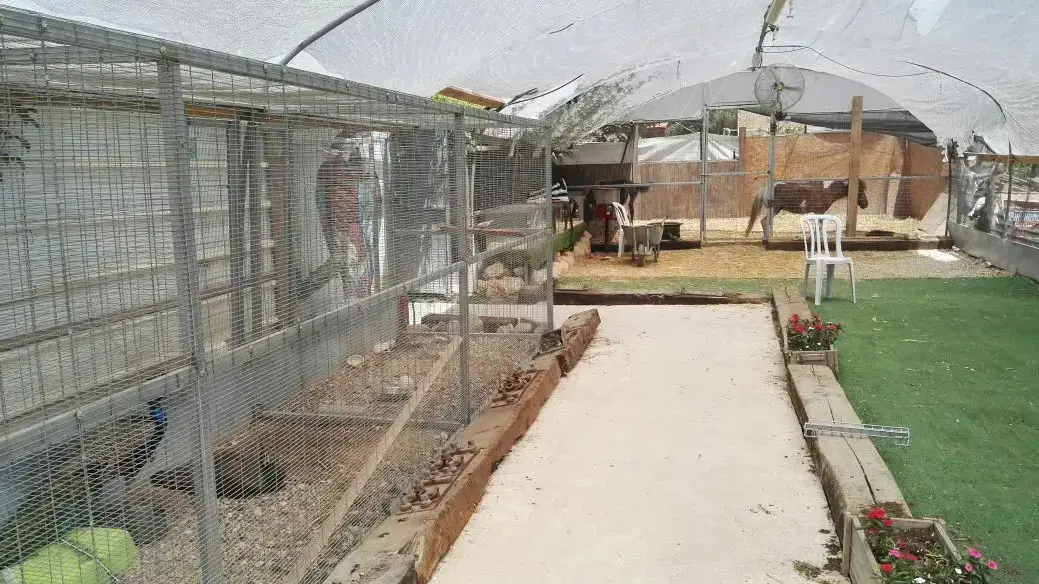 חוות חיות ממנה נגנבו 40 תוכים יקרים, מושב בית הגדי סמוך לנתיבות. 14 ביוני 2016 חוות חיות ממנה נגנבו 40 תוכים יקרים, מושב בית הגדי סמוך לנתיבות. 14 ביוני 2016