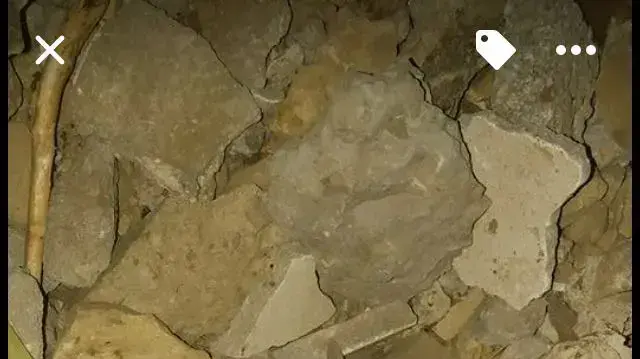 עשרות עטלפים נהרגו בהריסת מבנה בחדרה 17.06.16 עשרות עטלפים נהרגו בהריסת מבנה בחדרה 17.06.16