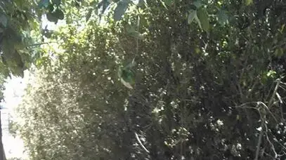מנשה רז, הרוג בתאונת הדרכים במסעדת פוראמה, רחוב בן יהודה, תל אביב. יוני 2016