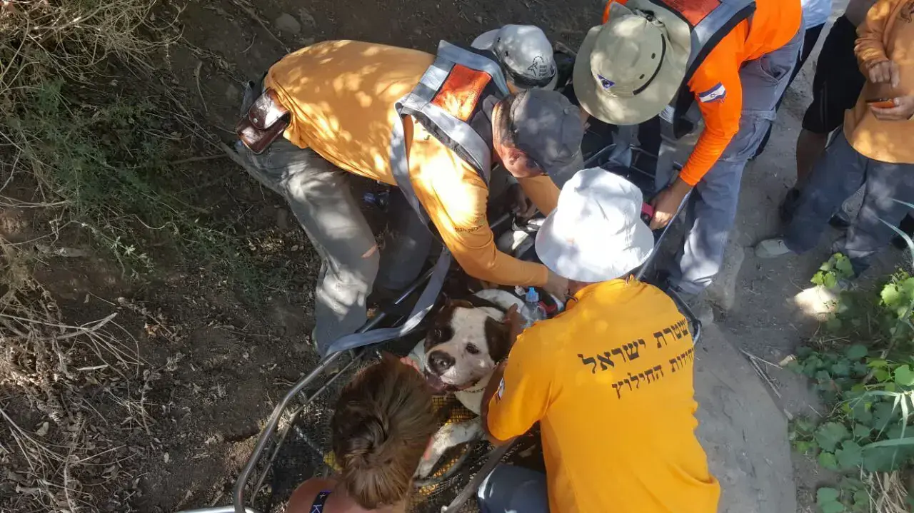חילוץ כלבים מנחל אל-על רמת הגולן