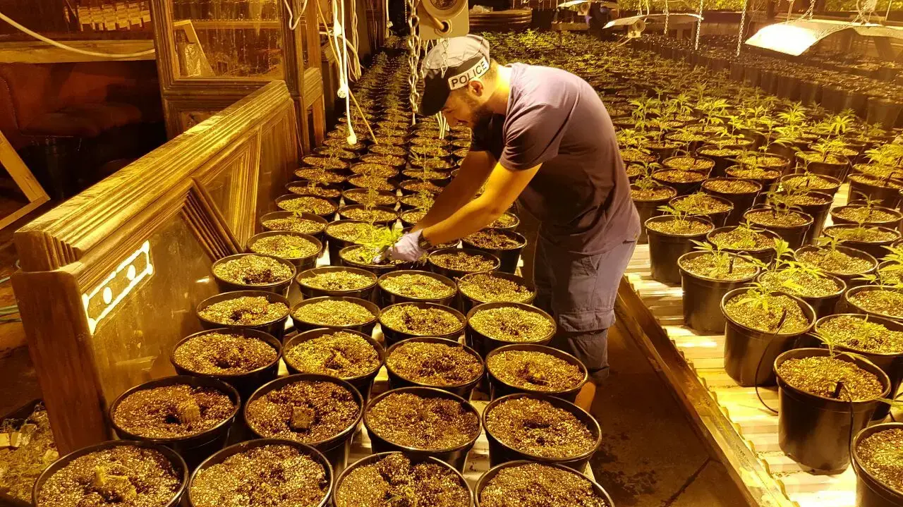 המשטרה פשטה על מעבדת גידול מריחואנה במועדון הפלקה בתל אביב, 9 ביולי 2016 המשטרה פשטה על מעבדת גידול מריחואנה במועדון הפלקה בתל אביב, 9 ביולי 2016