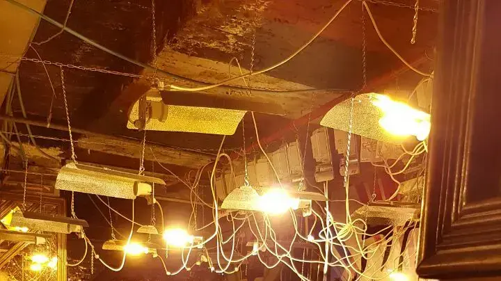 המשטרה פשטה על מעבדת גידול מריחואנה במועדון הפלקה בתל אביב, 9 ביולי 2016 המשטרה פשטה על מעבדת גידול מריחואנה במועדון הפלקה בתל אביב, 9 ביולי 2016
