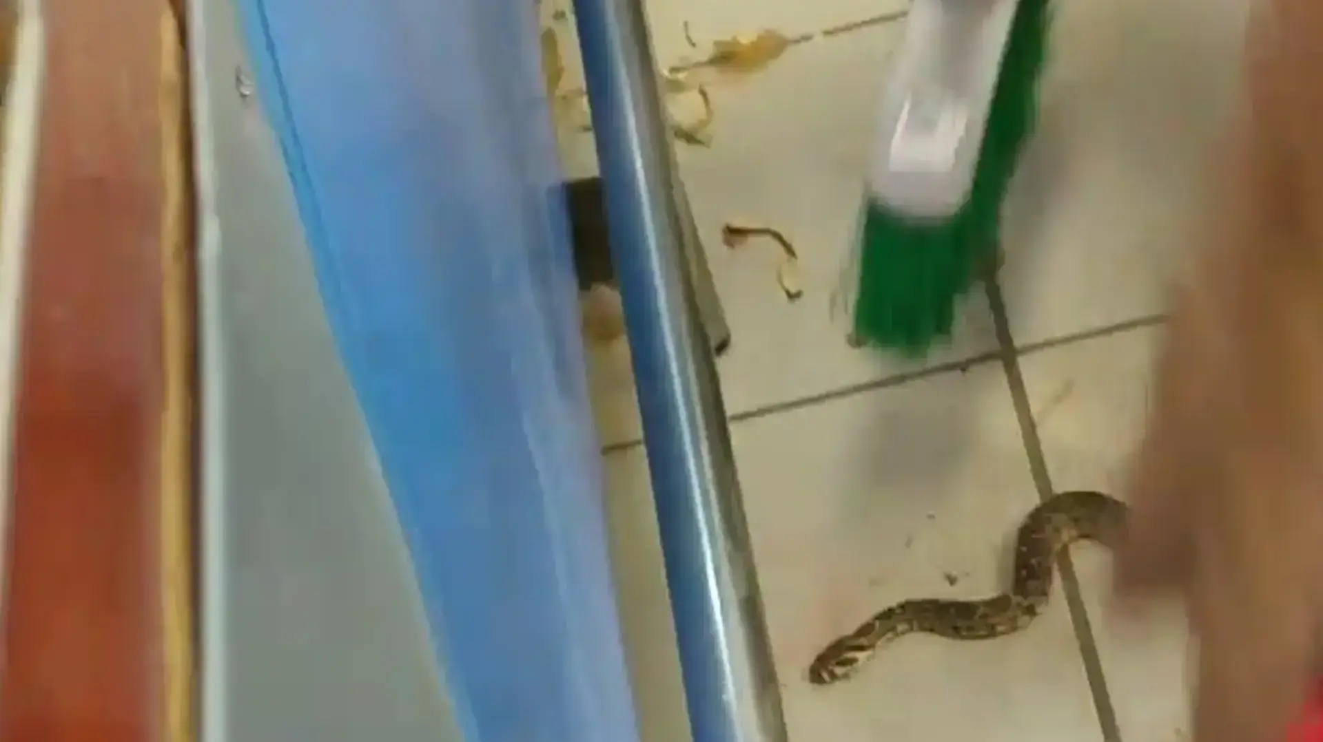 נחש שהסתתר בדוכן ירקות ב"רמי לוי" במודיעין הכיש ופצע לקוח באורח בינוני