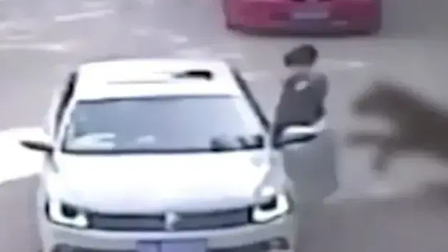 טיגריס תוקף אישה בגן חיות
