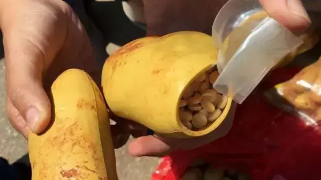 כדורי קפטגון שנתפסו בתוך תפוח אדמה מפלסטיק בלבנון, אוגוסט 2016