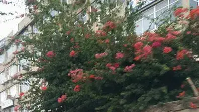 מטפלת קשרה חולת אלצהיימר לשער סמוך לקניון איילון, בני ברק. אוגוסט 2016 מטפלת קשרה חולת אלצהיימר לשער סמוך לקניון איילון, בני ברק. אוגוסט 2016