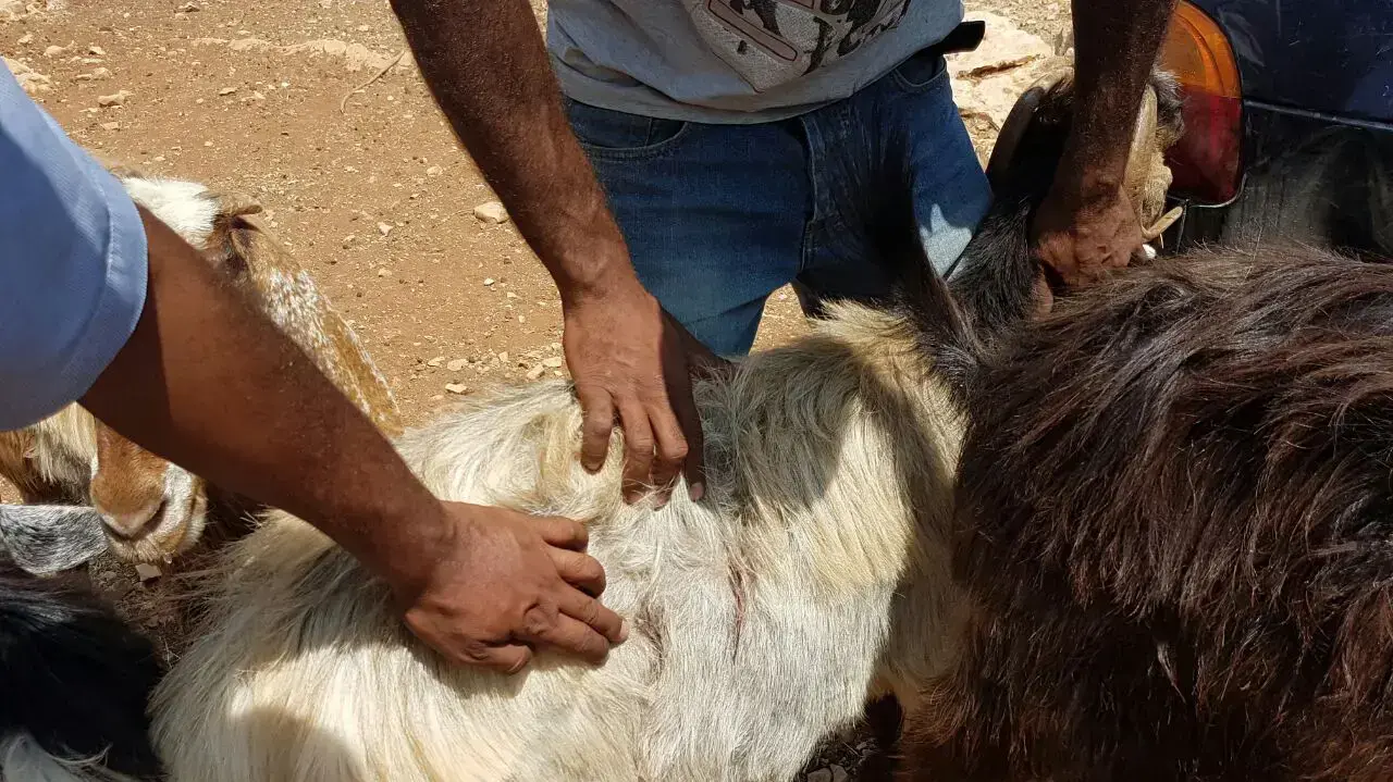 תקיפת עדר עזים של רועה בדואית במזרח בנימין, אוגוסט 2016 תקיפת עדר עזים של רועה בדואית במזרח בנימין, אוגוסט 2016