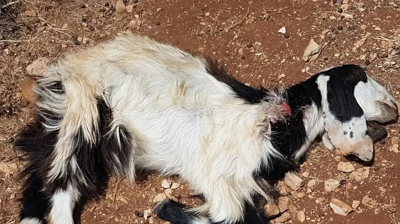 תקיפת עדר עזים של רועה בדואית במזרח בנימין, אוגוסט 2016 תקיפת עדר עזים של רועה בדואית במזרח בנימין, אוגוסט 2016