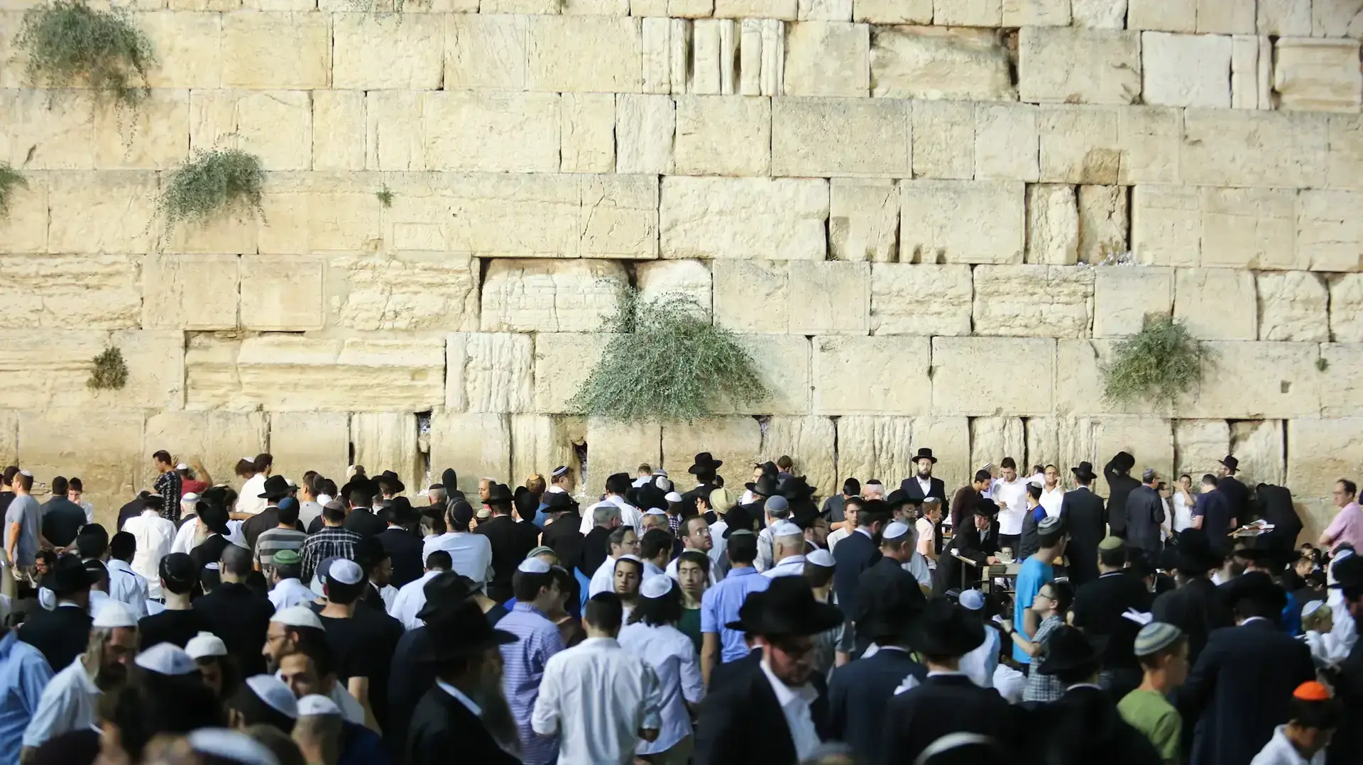 מתפללים בכותל המערבי ב-ט' באב, ירושלים, 13 באוגוסט 2016 מתפללים בכותל המערבי ב-ט' באב, ירושלים, 13 באוגוסט 2016