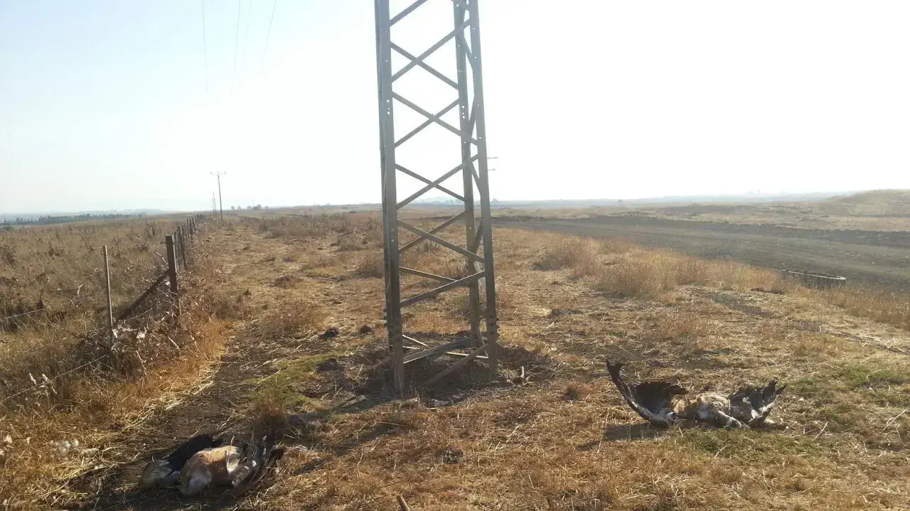 נשרים התחשמלו ברמת הגולן. אוגוסט 2016 נשרים התחשמלו ברמת הגולן. אוגוסט 2016