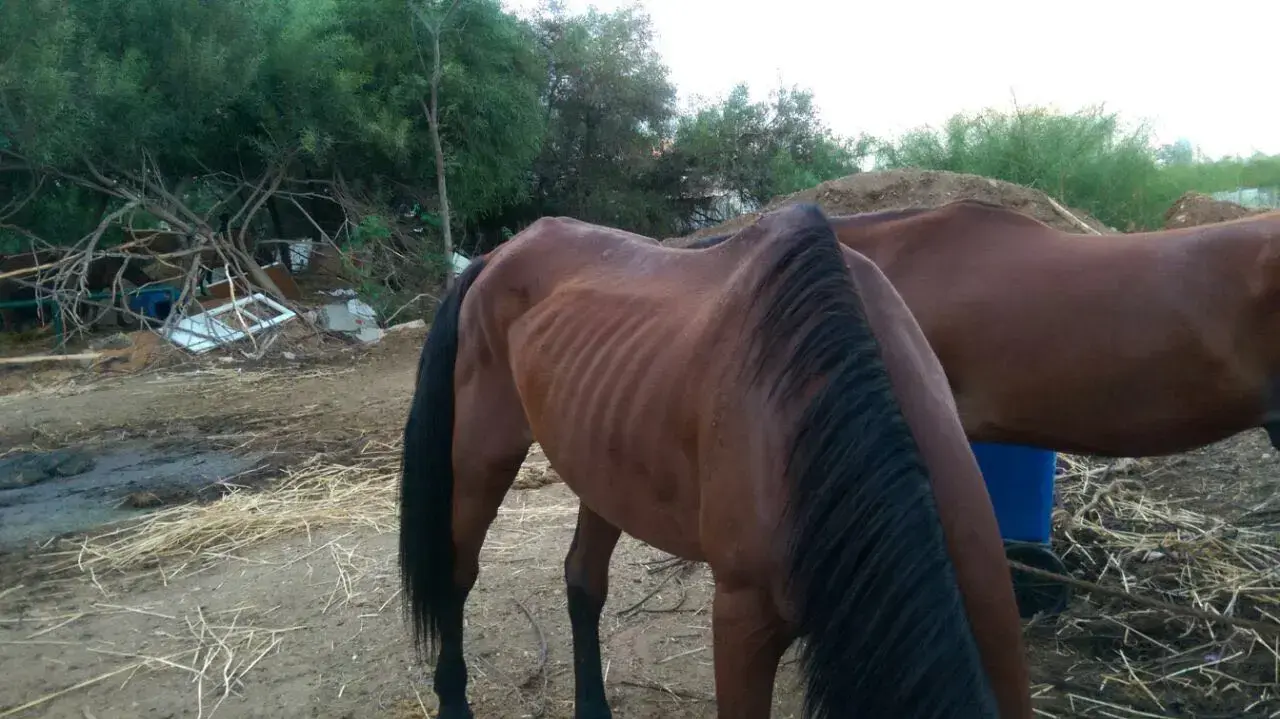 סוסים שהוזנחו בחווה בלתי חוקית ברמת גן סוסים שהוזנחו בחווה בלתי חוקית ברמת גן