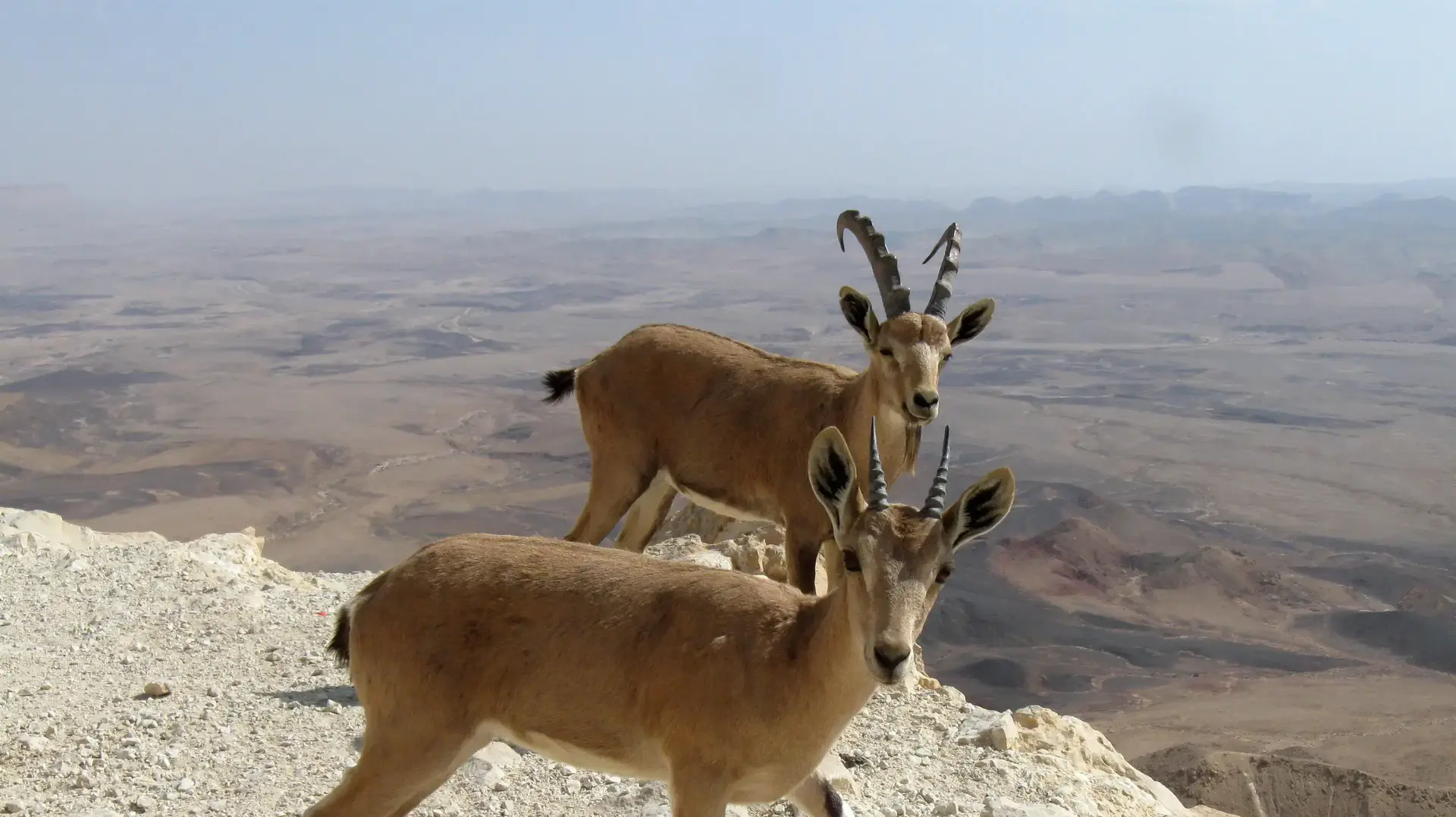 יעלים טיילת כץ מצפה רמון יעלים טיילת כץ מצפה רמון