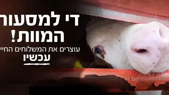 כרזה של ארגון אנונימוס נגד משלוחים של בעלי חיים