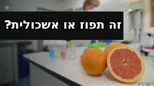 הופכים תפוזים לאשכוליות הופכים תפוזים לאשכוליות