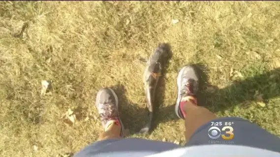 אישה נפצעה מדג שמפנון שנפל משמיים