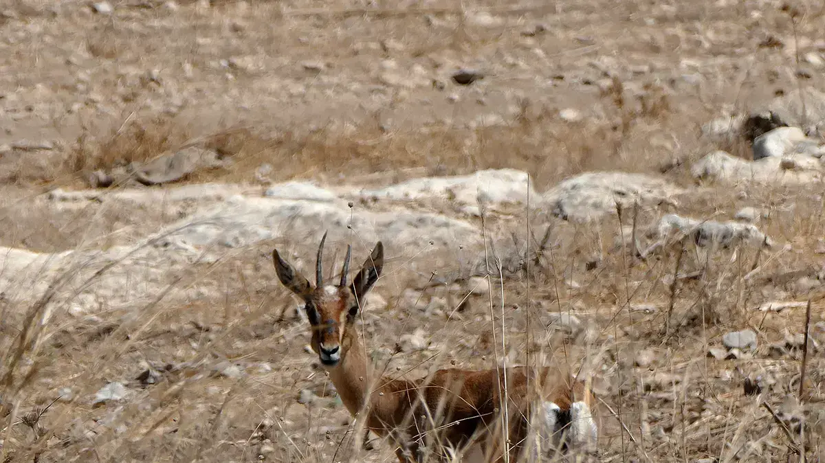 צבי ארצישראלי צבי ארצישראלי