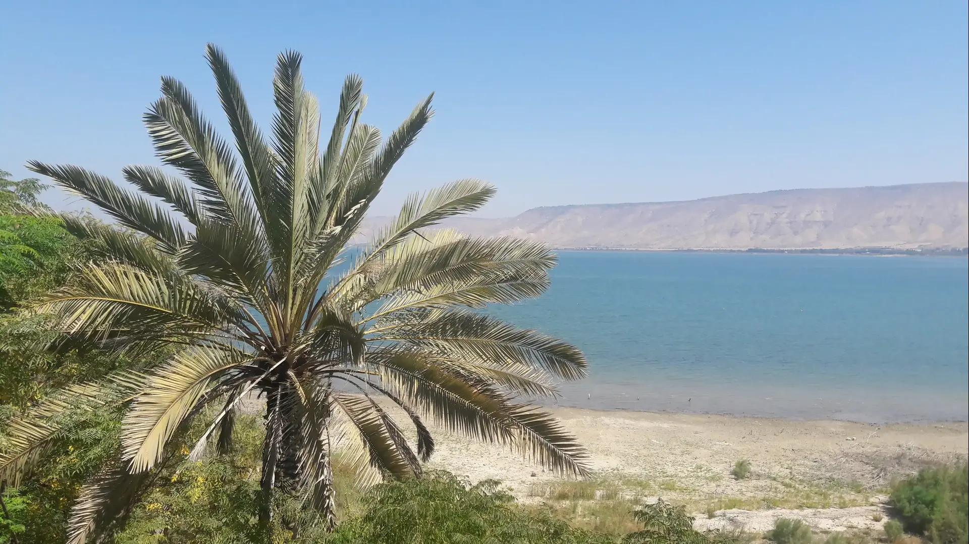 גדיד תמרים קיבוץ כנרת גדיד תמרים קיבוץ כנרת