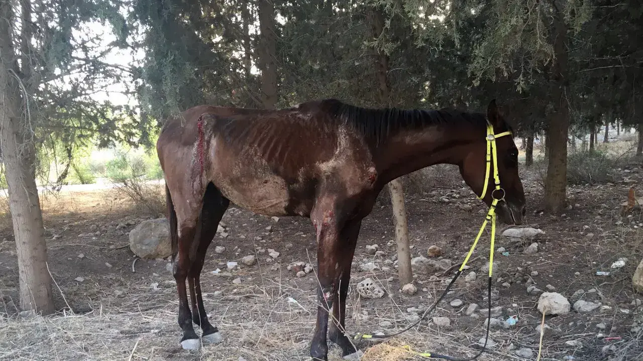 סוס פצוע לאחר שהוכה בידי נער בן 12 ביער ראש העין, אוקטובר 2016 סוס פצוע לאחר שהוכה בידי נער בן 12 ביער ראש העין, אוקטובר 2016