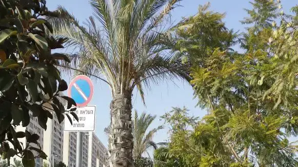 נבו גרינפלד, שנהרג בתאונת דרכים בגיאורגיה עם משפחתו נבו גרינפלד, שנהרג בתאונת דרכים בגיאורגיה עם משפחתו
