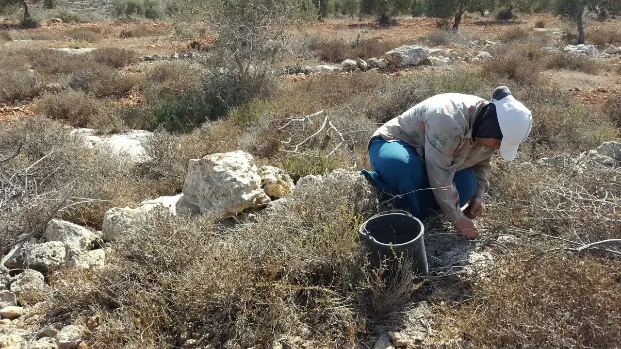 מתנחלים מנסים לתקוף פלסטינים העוסקים במסיק ליד חוות גלעד, 16 באוקטובר 2016