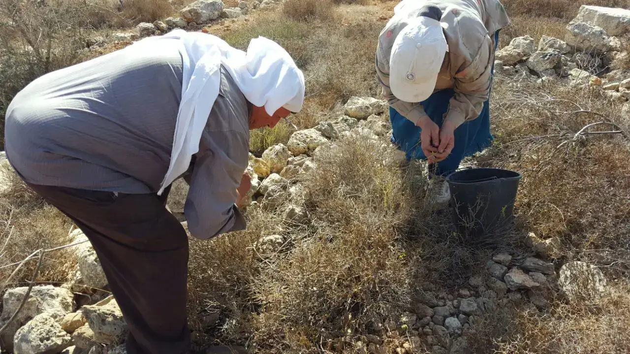 מתנחלים מנסים לתקוף פלסטינים העוסקים במסיק ליד חוות גלעד, 16 באוקטובר 2016