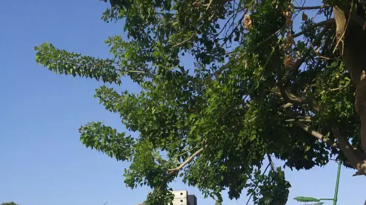 צעדת תנועת "נשים עושות שלום" מראש הנקרה לבית ראש הממשלה. אוקטובר 2016