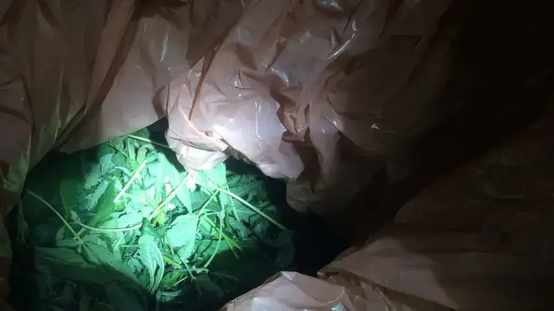 סמים שנתפסו אצל חשודים בסחר בעיר אשדוד. נובמבר 2016 סמים שנתפסו אצל חשודים בסחר בעיר אשדוד. נובמבר 2016