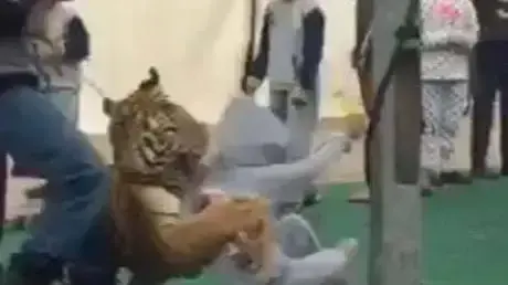 טיגיס תוקף ילדה