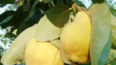חבושים חבושים
